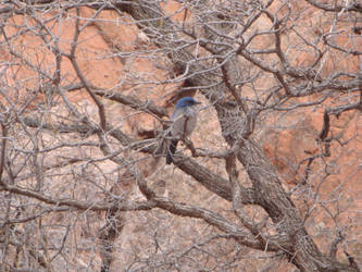 Blue Bird Garden of the Gods