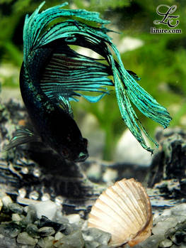 Betta splendens