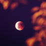 Blood-red Moon