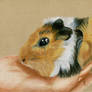 Baby guinea pig