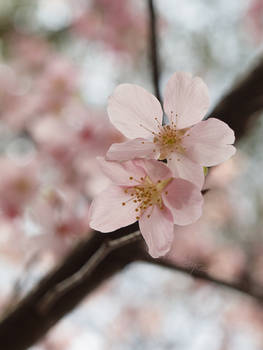 Febuary, Prunus serr. 'Shirotae'