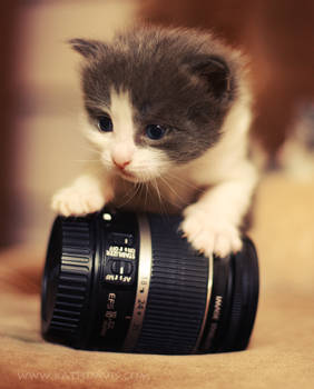 Lens Kitty