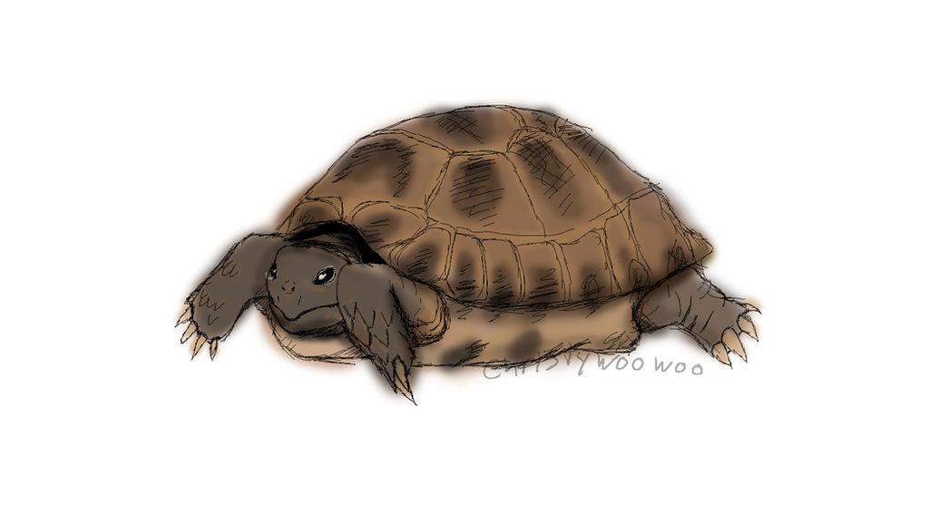 Fictional Tortoise Tortoise by christywoowoo on DeviantArt