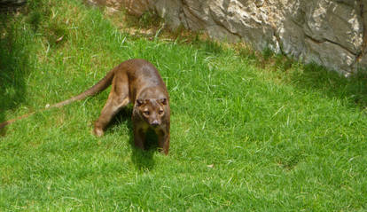 Fossa of Madagascar