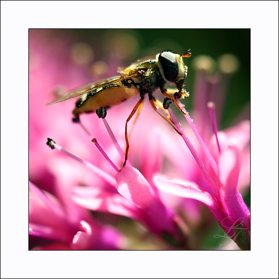 Syrphidae