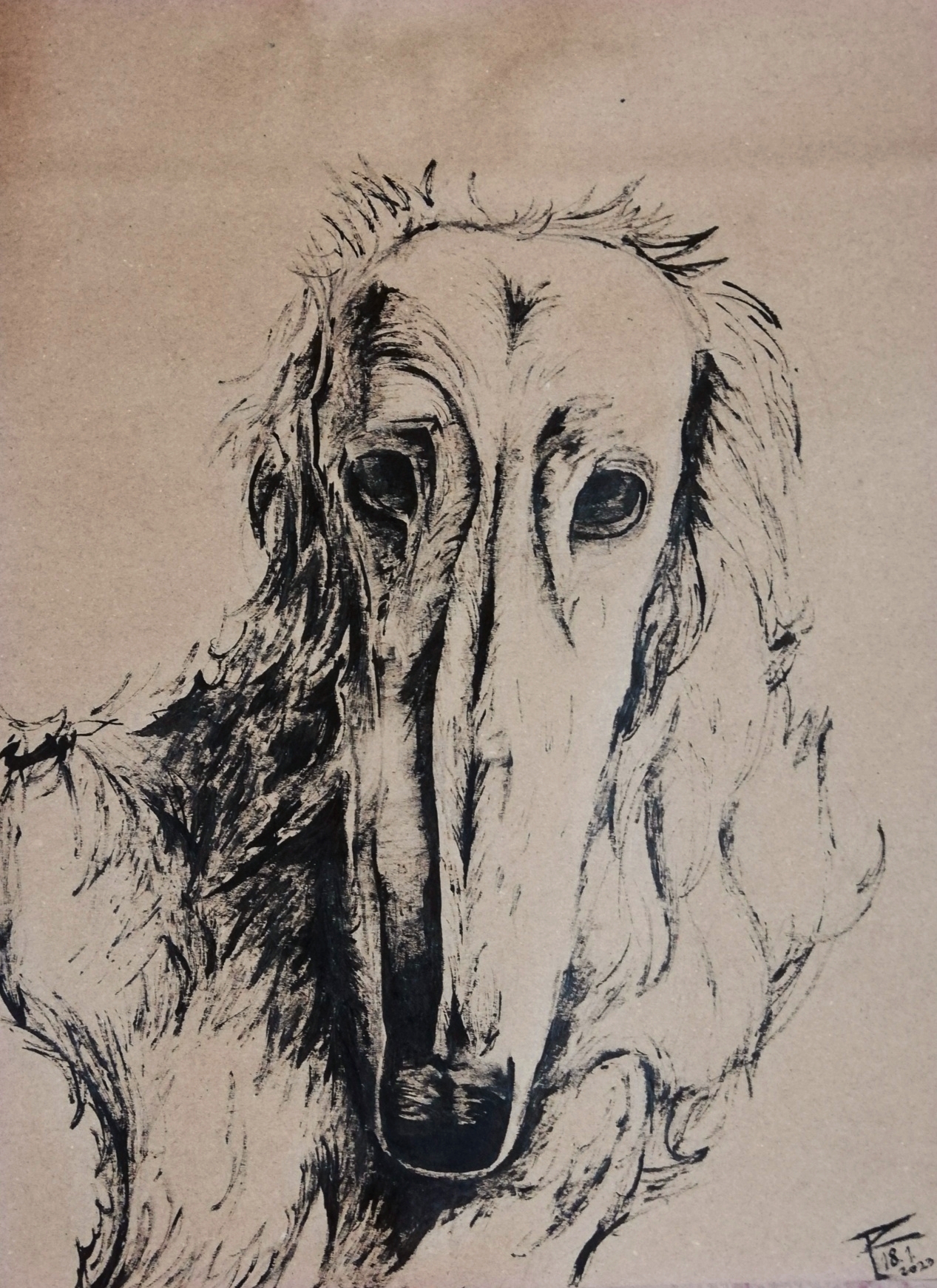 borzoi
