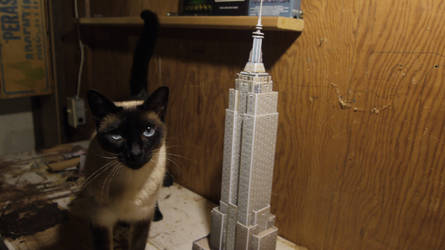 My Cat And The Mini Empire State Building By Dangerhillterror On