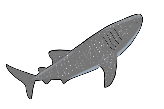 Whale Shark