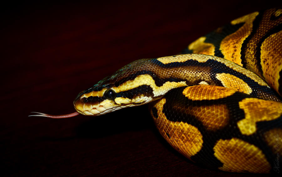Ball Python by sildar-god on DeviantArt