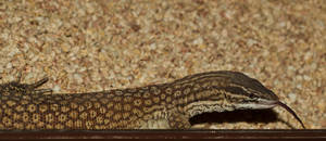 Ridge tailed monitor tongue