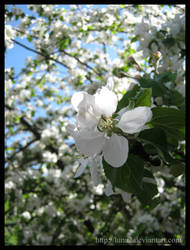 Apple blossoms