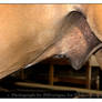 For Equine Resource: Sheath