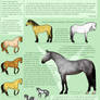 Spanish Sport Horse Breed