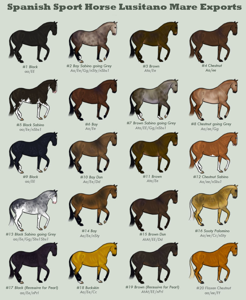 Покажи все виды. Лошади масти и породы. Масти лошадей таблица. Палитра лошадей масти. Medieval Dynasty окрасы лошадей.