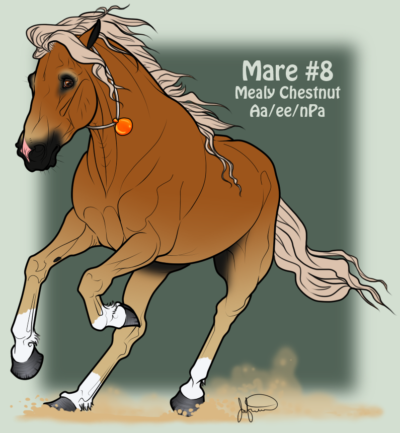 Mustang Mare Adoption 8