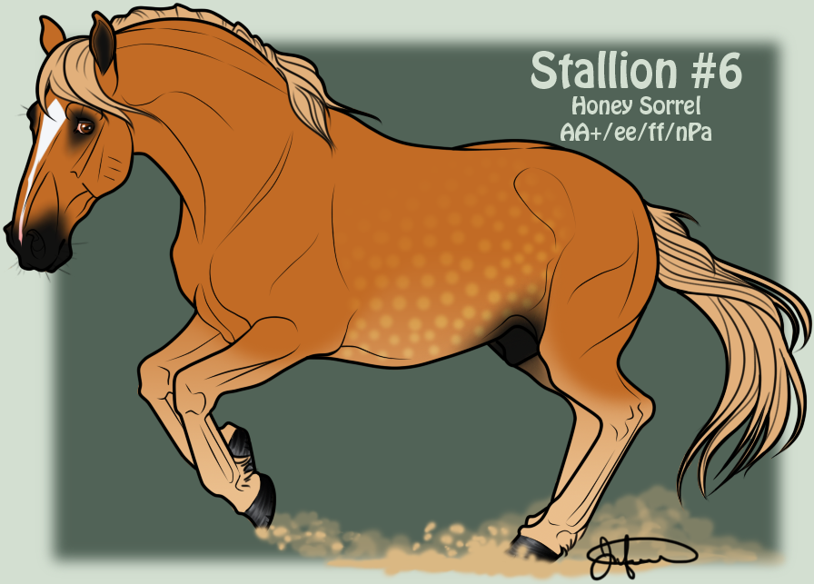 Mustang Stallion Adoption 6