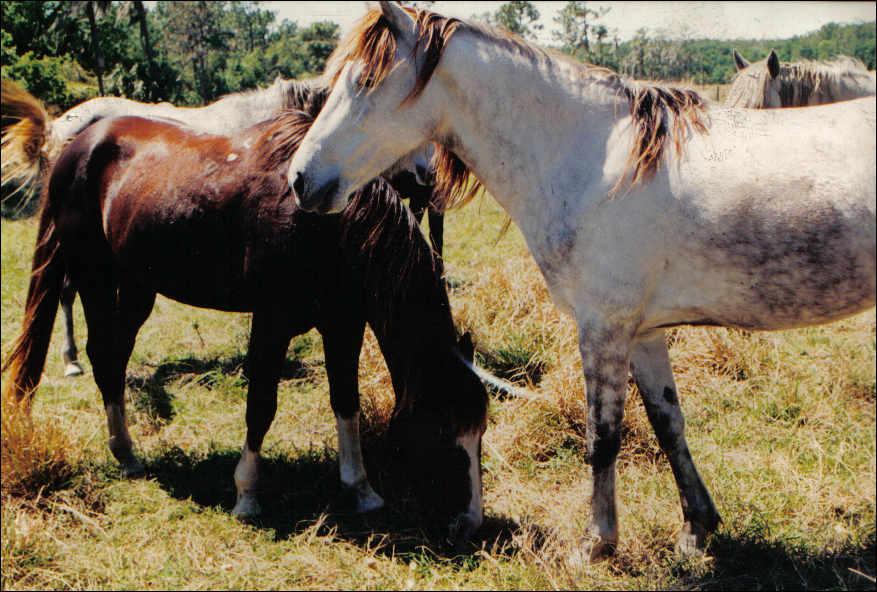 Florida Cracker Horse 02