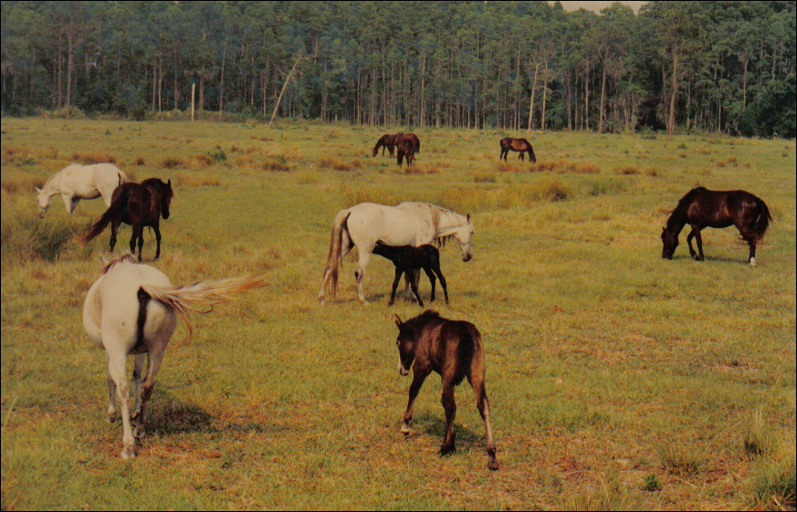 Florida Cracker Horse 04