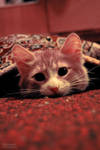 little demon by Maarel