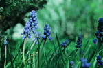 Macro world by Maarel