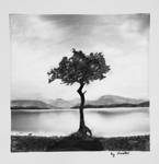 Tree of Calm by Maarel