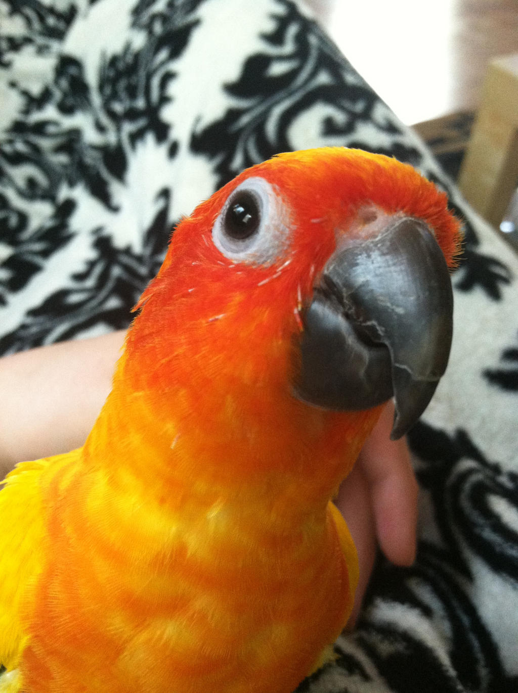 Parrot Selfie