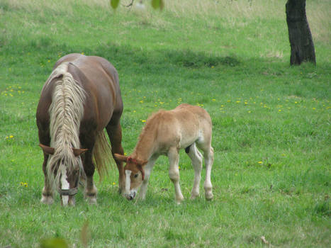 Foal and mare