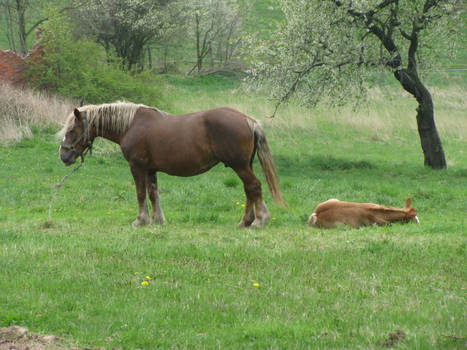 Foal and mare