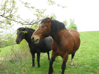 Black and Bay horses