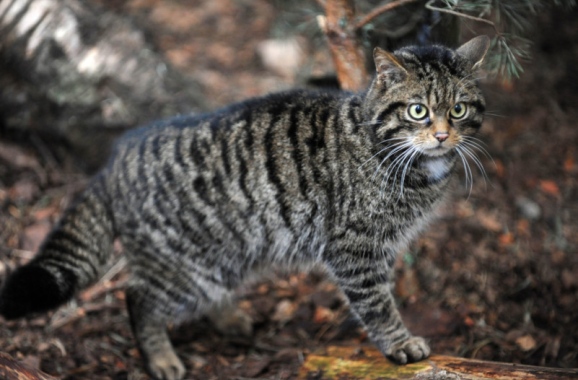 Scottish Wildcat by moravid Scottish Wildcat by moravid