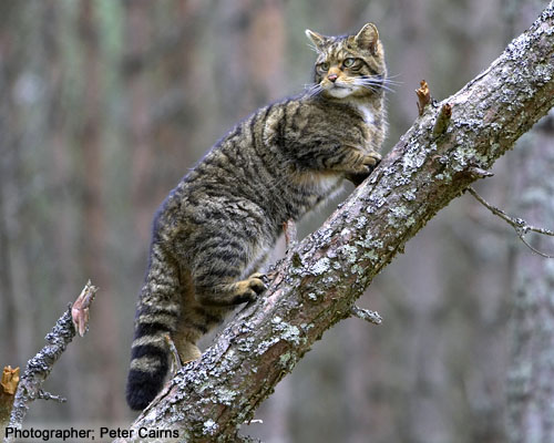 Scottish-Wildcat-scottishwildcats-co-uk by moravid Scottish-Wildcat-scottishwildcats-co-uk by moravid