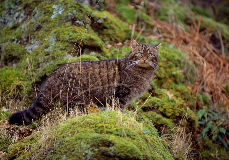 Photo from Scottish Wildcat Haven Facebook page by moravid Photo from Scottish Wildcat Haven Facebook page by moravid