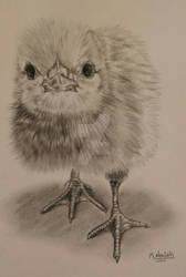 chick