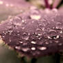 Purple water marbles