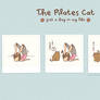 The Pilates Cat Wallpaper