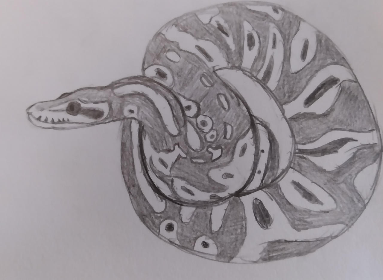 Ball Python Sketch by NibbleDrake14 on DeviantArt