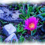 Ericeira Rock Plants I