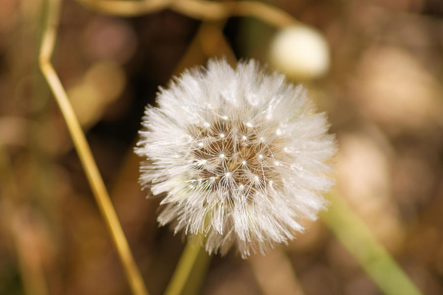 A weed is....