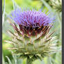 Thistle