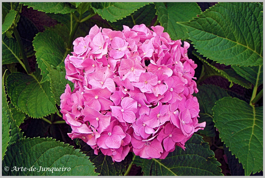 A Birthday Flower