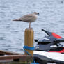 Sitting on the dock...