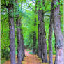 Avenue of leaves