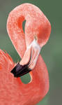 Flamingo by EmmaMullineaux