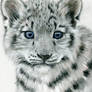 Snow leopard cub