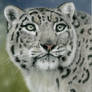 Snow leopard