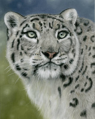 Snow leopard