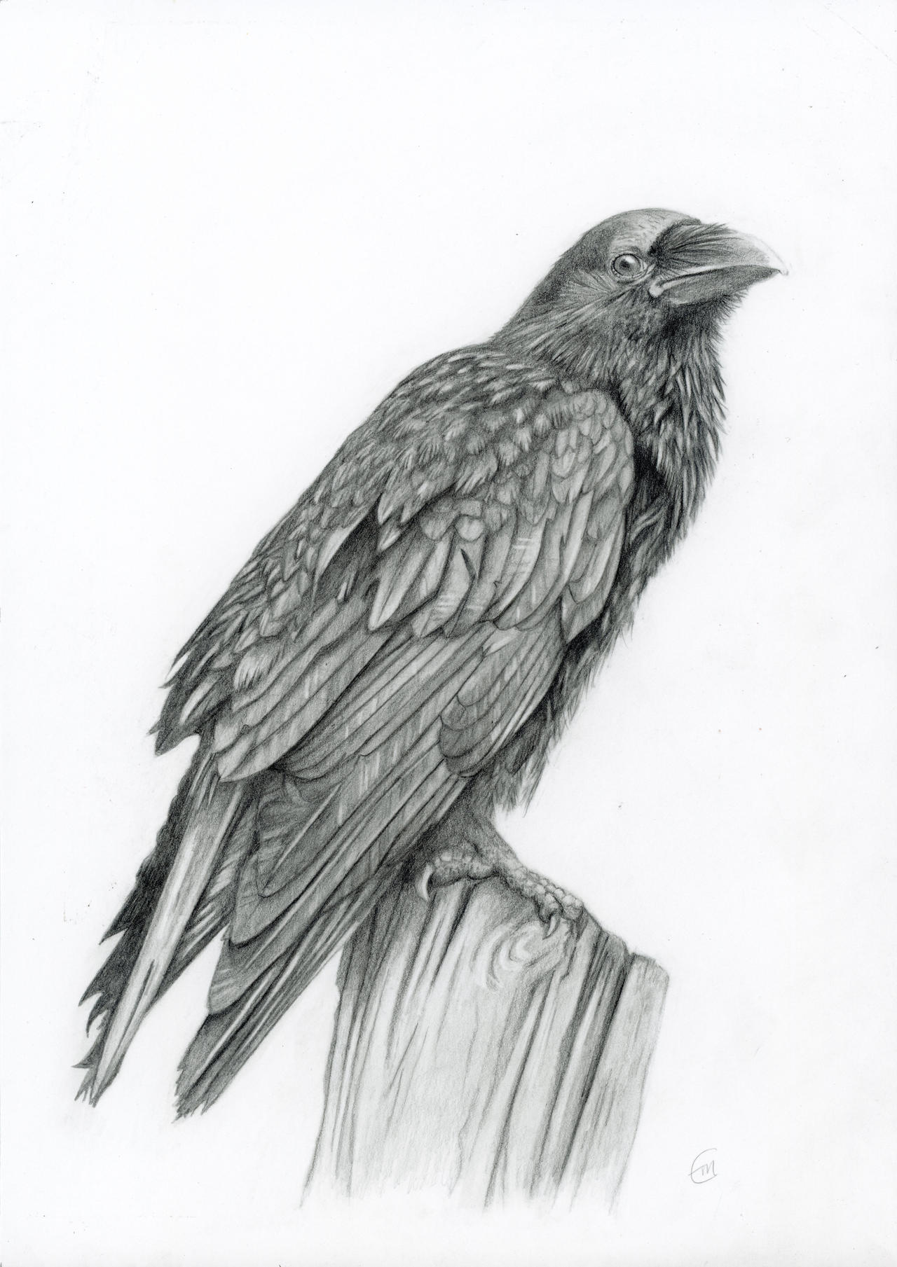 Raven by EmmaMullArt on DeviantArt