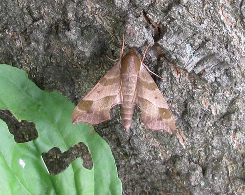 Virginia creeper sphinx moth