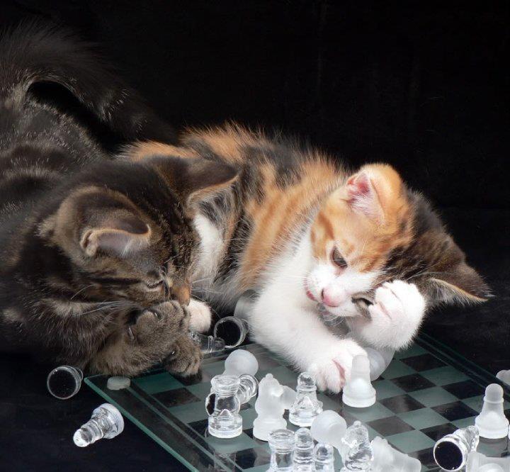 Chess Cats
