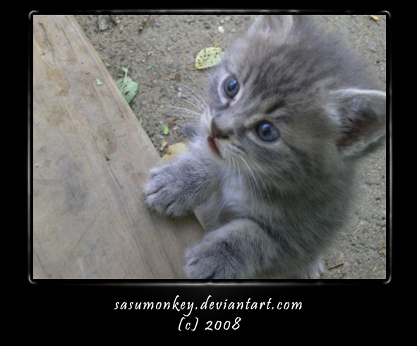 Inquisitive - Kittens 2